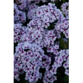 Флокс Phlox Чароитовая Крошка